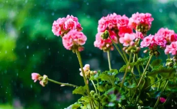 Hogyan védd a virágokat a viharos időjárástól?