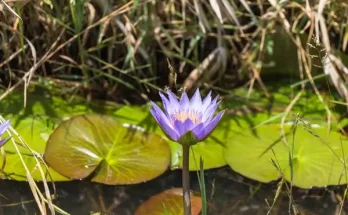 Hogyan ültess és gondozz vízparti virágokat?