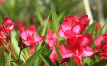 Hogyan gondozd a fényigényes virágokat?