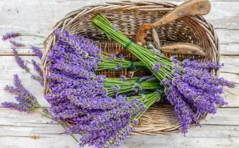 Virágok, amelyek illatukkal segítik a nyugodt alvást