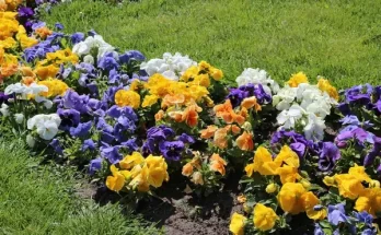 Virágok, amelyeket könnyű szaporítani otthon