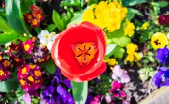 Színpompás keverékek: hogyan tervezz többszínű virágágyást?