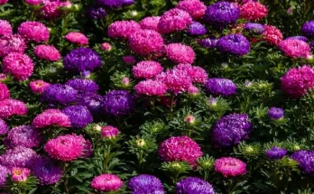 Őszi virágok, amelyek feldobják a kertet az utolsó pillanatig