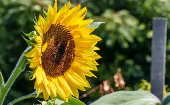 Gyorsan növő virágok, ha gyors eredményt szeretnél