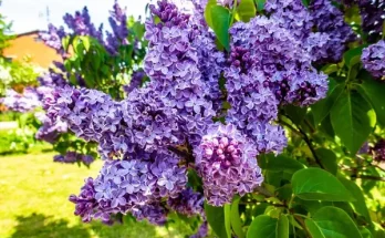 A 10 legszebb lila virág, amit mindenképp ismerned kell