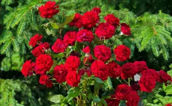 A legnépszerűbb illatos rózsafajták bemutatása