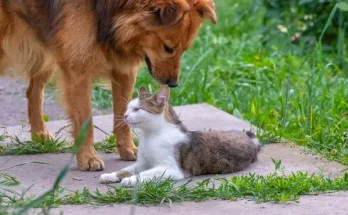 Állatbarát kert: virágok, amelyek biztonságosak kutyáknak, macskáknak