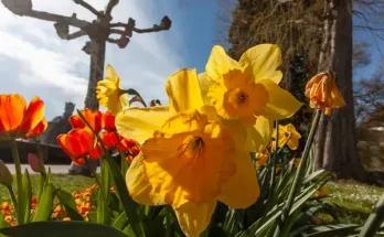 A legszebb sárga virágok – napsütés a kertedben