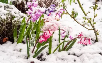 Hogyan védjük meg a virágokat az extrém időjárástól?
