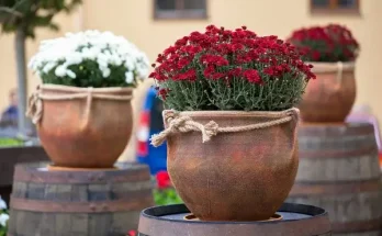 Színes levelek, színes virágok: kombinációs tippek őszre