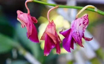 Hogyan mentheted meg a hervadó virágokat? Gyakorlati tanácsok