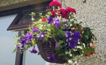 Milyen virágok bírják a városi szmogot és port?