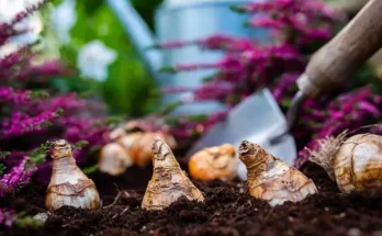 Virághagymák ültetése: mikor, hová, hogyan?