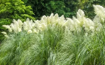 Kerted ékkövei: különleges díszfüvek és virágok