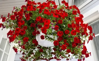 Futónövények és virágok – hogyan futtasd őket stílusosan?