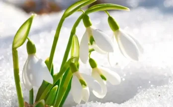 Télen virágzó kerti növények, amik feldobják a kerted