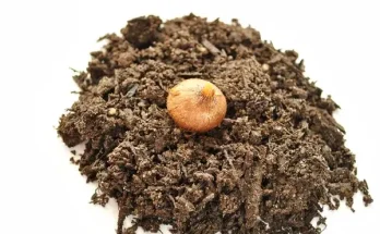 A legjobb talajok különböző virágfajtákhoz