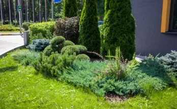 Örökzöld és virágzó növények társítása