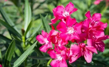 Hogyan gondozd a mediterrán virágokat Magyarországon?