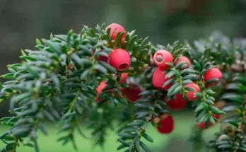 Télen is díszítő virágos növények és örökzöldek