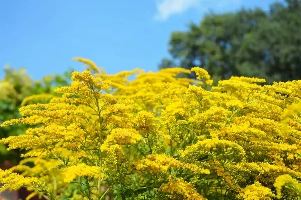 Virágzó cserjék, amelyek egész évben díszítik a kertet