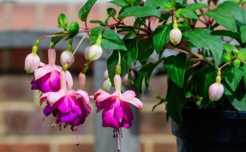 Melyek a legszebb csüngő virágfajták?