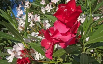 Mediterrán virágok magyar kertbe: mi működik igazán?