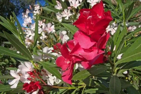 Mediterrán virágok magyar kertbe: mi működik igazán?