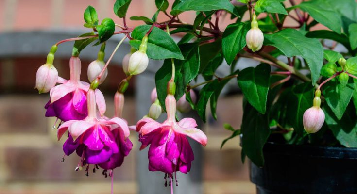 Melyek a legszebb csüngő virágfajták?