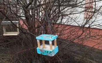 Madárbarát virágoskert: mivel vonzd be a madarakat?