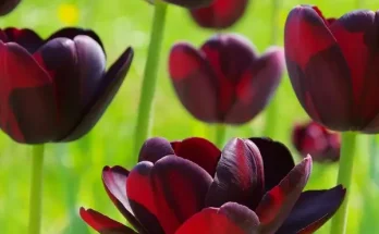 Egyedi virágfajták, amikkel a kerted mindenki figyelmét magára vonzza