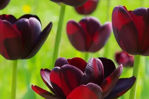 Egyedi virágfajták, amikkel a kerted mindenki figyelmét magára vonzza