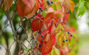 Virágoztasd fel a régi kerítésedet is!