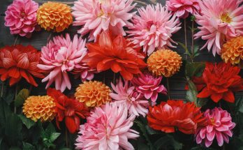 Színes őszi virágok: az év utolsó pompája