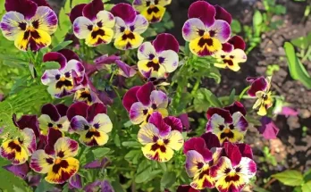 Apró csodák: alacsony termetű virágok, amik elbűvölnek