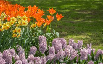 Top 5 virág, amit mindenképp ültess el idén tavasszal
