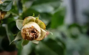 A 7 leggyakoribb virágkertészeti hiba – és hogyan kerüld el őket