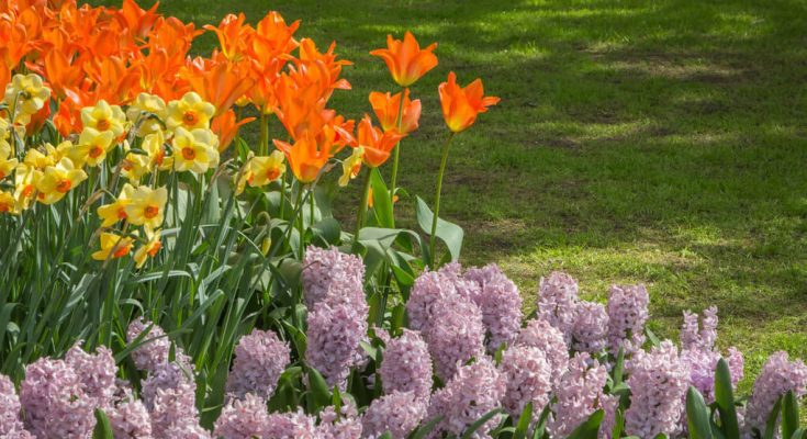 Top 5 virág, amit mindenképp ültess el idén tavasszal