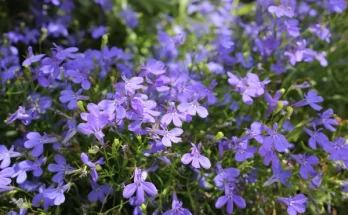 Tippek és trükkök árnyékkedvelő virágokhoz