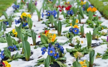 Télálló virágok, amelyek a leghidegebbet is átvészelik