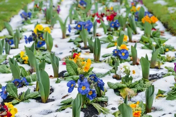 Télálló virágok, amelyek a leghidegebbet is átvészelik