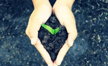 Természetes virágtrágyák: amit a kerted meghálál