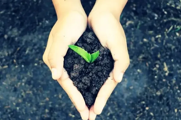 Természetes virágtrágyák: amit a kerted meghálál