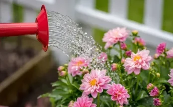 Mire figyeljünk öntözésnél? Virágok vízigénye évszakonként