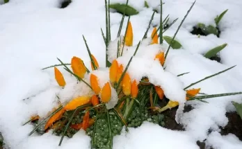 Tél végi előkészületek a virágoskertben