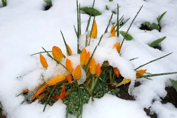 Tél végi előkészületek a virágoskertben