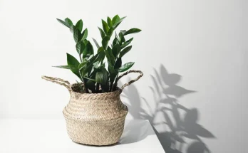 Agglegény virág gondozása, tartása