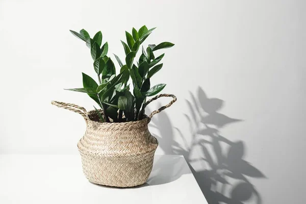 Agglegény virág gondozása, tartása