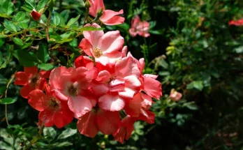 Egyszerűen tartható, illatos virágok minden kertbe