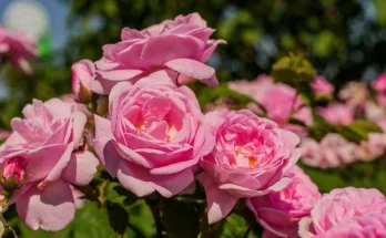 A 10 legillatosabb kerti virág – vigyél illatot a mindennapokba!